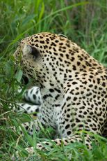 leopard (15 von 60).jpg